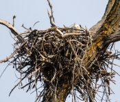 2021 03 28 LillyDaleEagles 011